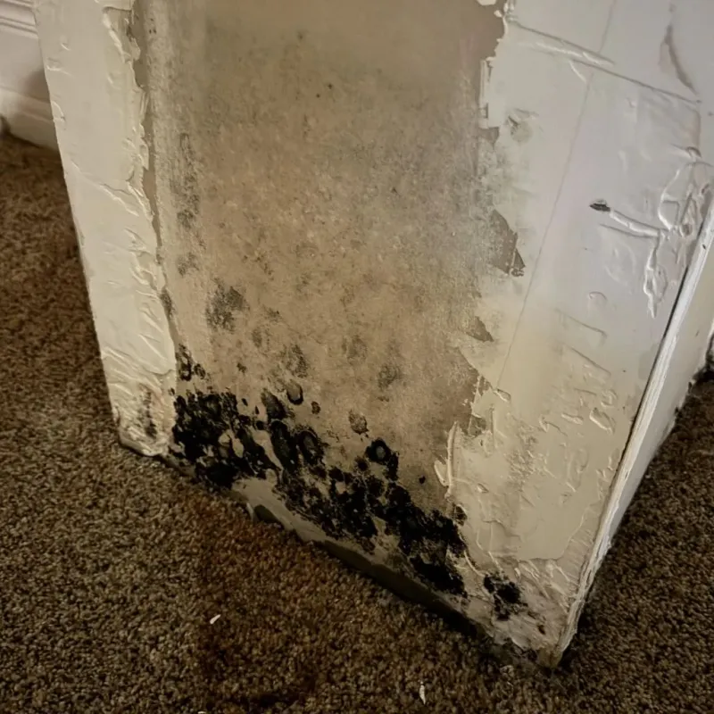 Professional Mold Removal in Saint Clair Shores, MI